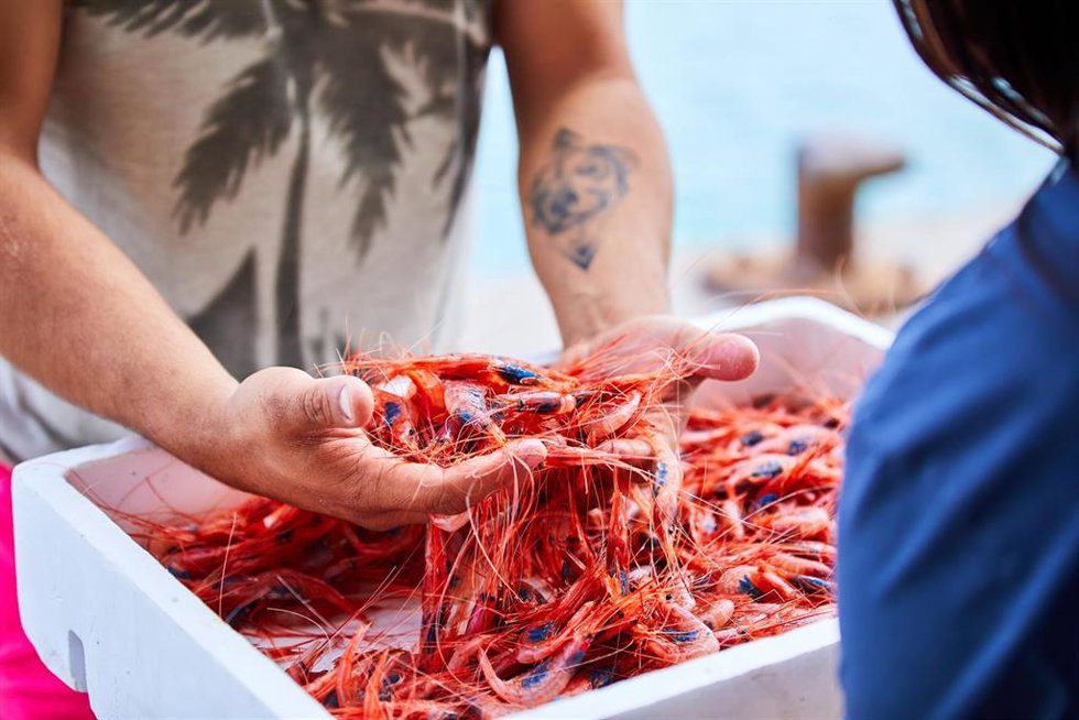 Archivo - Gamba roja del Mediterráneo.