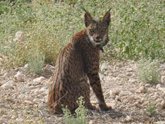 Foto: La Comunidad liberará 8 nuevos ejemplares de lince ibérico en las Tierras Altas de Lorca
