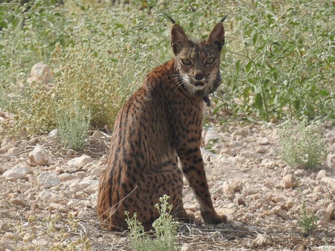 O lince ibérico "Urtsu" nas terras altas de Lorca