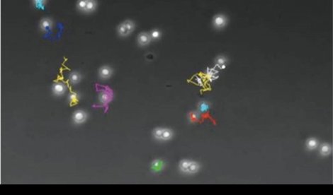 notibrasil sociedade