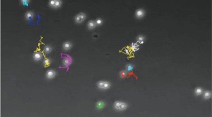 O colesterol na membrana celular afeta a capacidade das células imunológicas de migrarem para onde são necessárias.