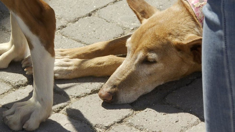 Archivo - Más de 30 perros afectados por la dana desfilan en busca de un hogar en Bioparc: "No pueden caer en el olvido"
