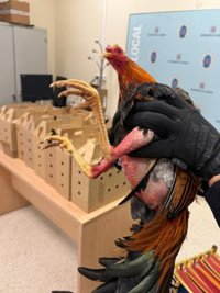 Sancionado en Córdoba un conductor drogado que transportaba 14 gallos de pelea en su vehículo