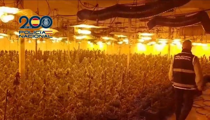 La Policía Nacional desmantela una plantación de 1.550 plantas de marihuana y detiene a tres personas.