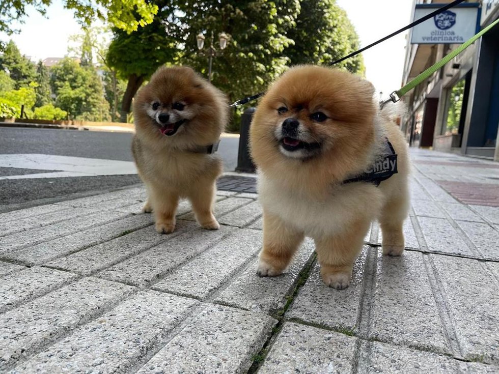 Archivo - Perros.