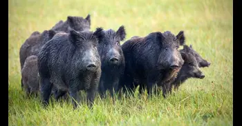 Herido un hombre de 63 años al ser atacado por un jabalí en Jaurrieta