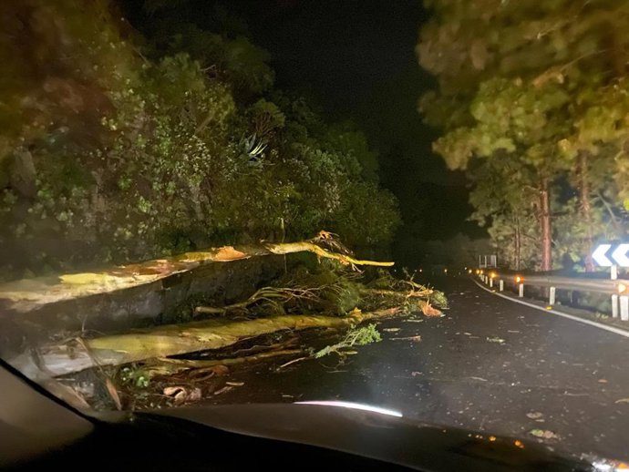 Caída de árboles en una vía de Gran Canaria con motivo del paso de la borrasca 'Emilia'