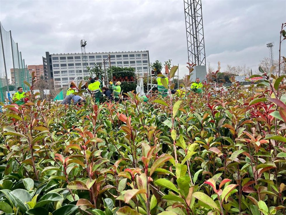 3.400 Plantas Para Regenerar Una De Las Zonas Afectadas Por Incendio En Tres Cantos
