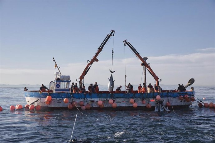 Archivo - Varios pescadores durante la ‘levantá’ del atún en las inmediaciones de Barbate. Imagen de archivo. 
