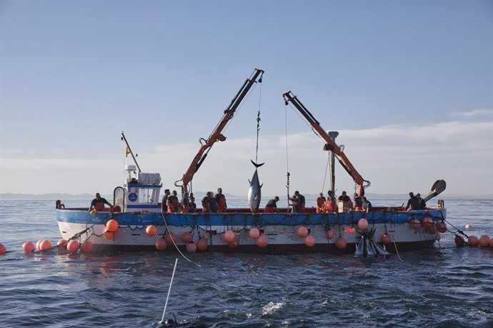 Archivo - Varios pescadores durante la ‘levantá’ del atún en las inmediaciones de Barbate. Imagen de archivo. 