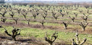 El Departamento de Agricultura abona más de 4,3 millones en ayudas de la PAC a zonas con limitaciones naturales.