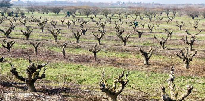 El Departamento de Agricultura abona más de 4,3 millones en ayudas de la PAC a zonas con limitaciones naturales.
