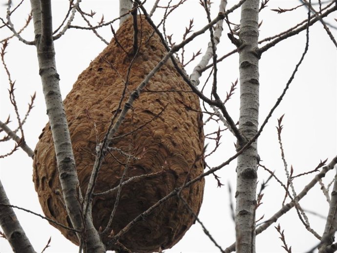 Nido de avispa asiática localizado en Alcañiz (Teruel)