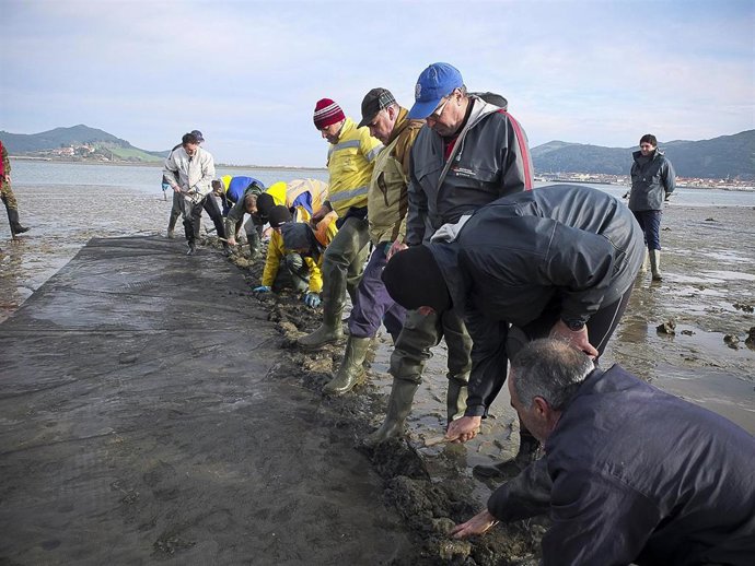 Archivo - Siembre de la almeja