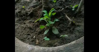 La tierra de tus plantas tiene moho o está llena de moscas: causas y soluciones