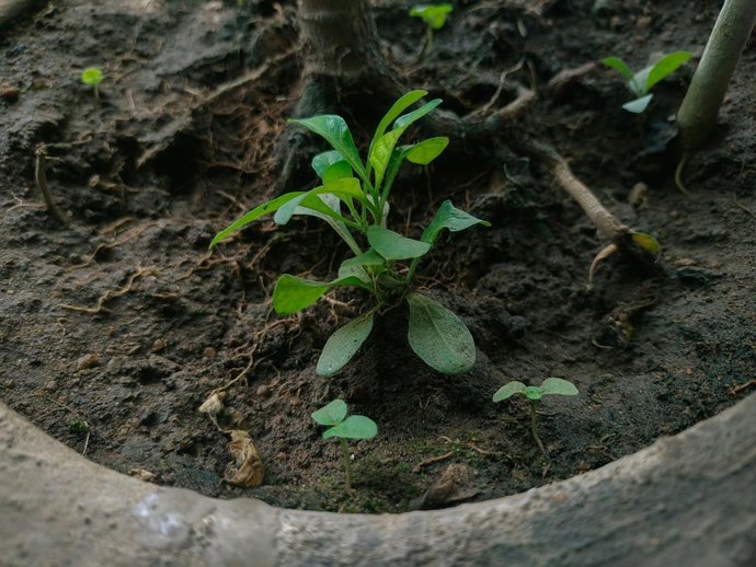 La tierra de tus plantas tiene moho o está llena de moscas: causas y soluciones