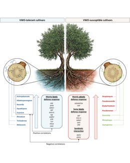 Esquema de la investigación
