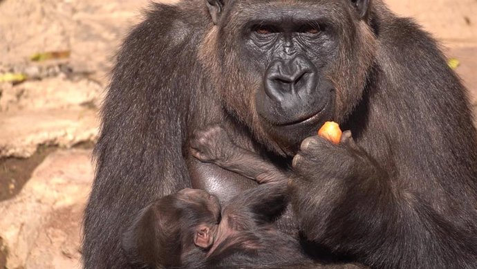 Ernie, nombre elegido para la cría de gorila nacida en Bioparc Fuengirola