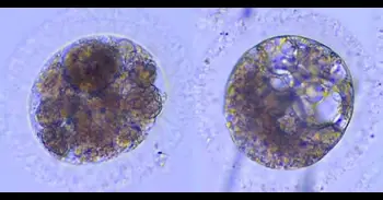 Científicos logran producir por primera vez embriones de lince ibérico desde muestras 'post mortem' y criopreservadas