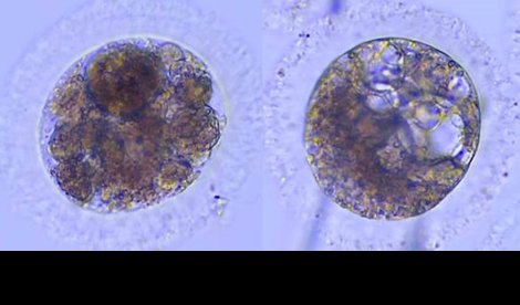 notibrasil sociedade