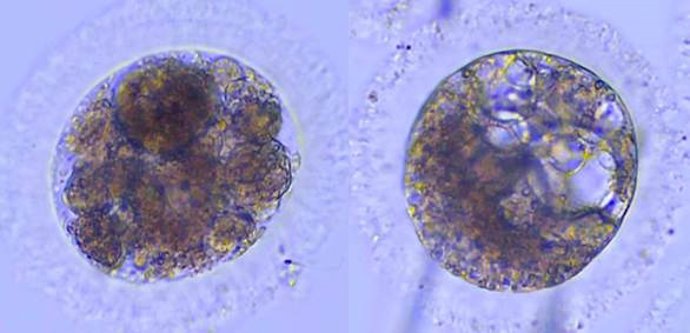 Embriões de lince ibérico produzidos pela primeira vez em laboratório