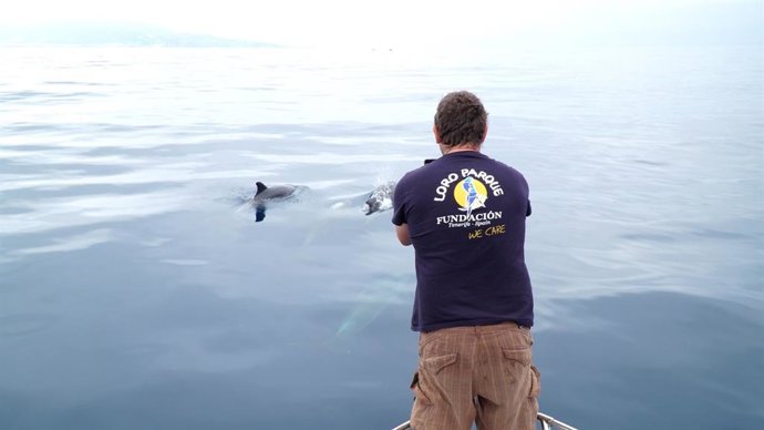 Um técnico da Loro Parque Fundación analisa as baleias assassinas ibéricas no Estreito de Gibraltar.