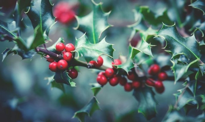 7 plantas naturais escolhidas por floristas para uma casa espetacular neste Natal