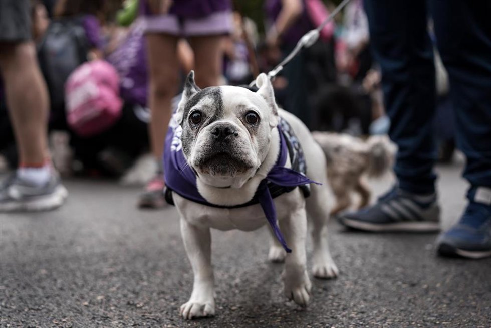 Archivo - Corredores con sus mascotas participan en el Perrotón Madrid 2025, a 19 de octubre de 2025, en Madrid (España).