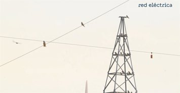 Convivencia de la avifauna con instalaciones eléctricas