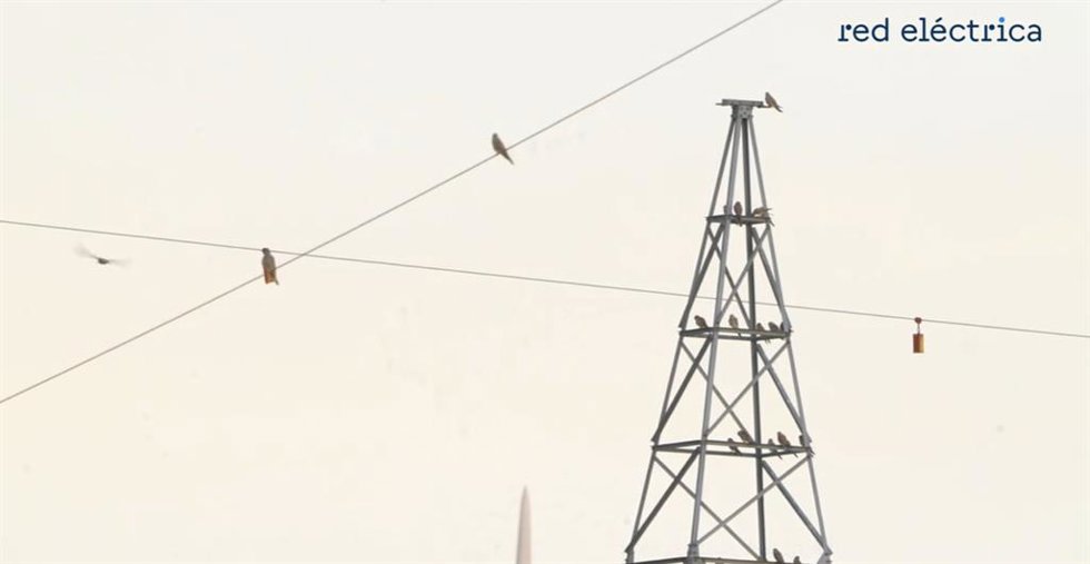 Convivencia de la avifauna con instalaciones eléctricas