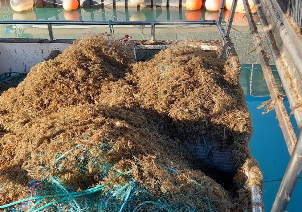 Archivo - Barcos pesqueros con alga asiática en sus redes.