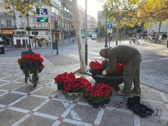 Colocación de flores de pascua