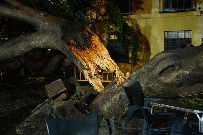 Ficus de la Plazuela de Santa Ana afectado por el paso de la tormenta. 