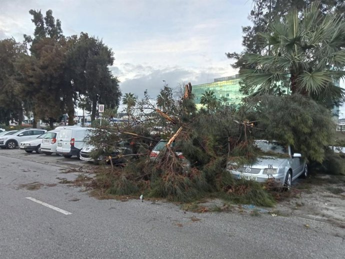 Efeitos de um tornado durante as primeiras horas da manhã de terça-feira em Mijas.
