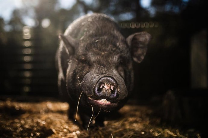 Un cerdo en un santuario de animales, a 9 de diciembre de 2025, en Rubí, Barcelona, Catalunya (España)