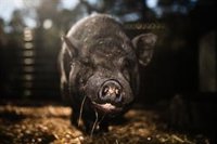 Interporc ve en los aranceles chinos una muestra de confianza en la calidad del porcino europeo