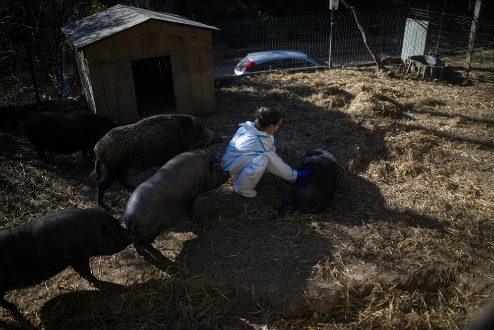 Un santuario de cerdos, a 9 de diciembre de 2025, en Rubí, Barcelona, Catalunya (España). 