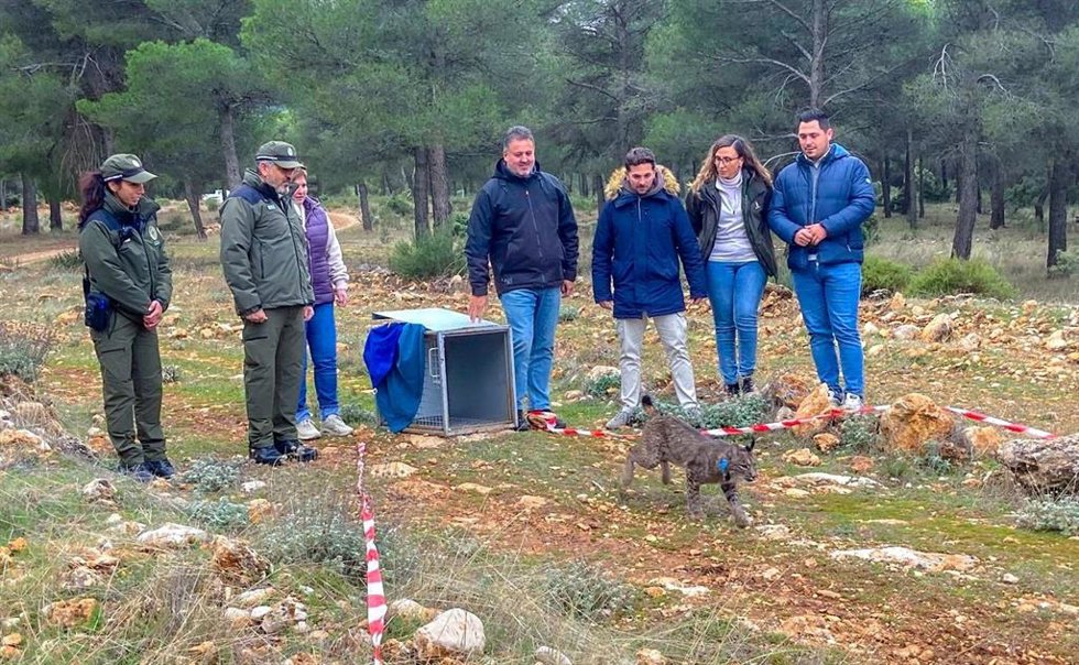 Suelta de lince ibérico en Sierra Arana