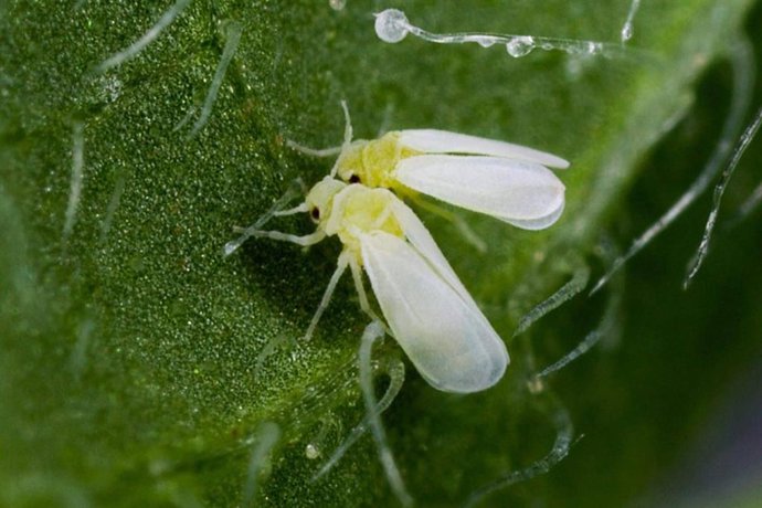 Eurofins avala el potencial agronómico de HTpro Flame, biofertilizante exclusivo de Nostoc