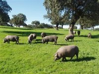 La Junta de Extremadura ofrece su "máximo apoyo" al sector del porcino ibérico ante los aranceles de China