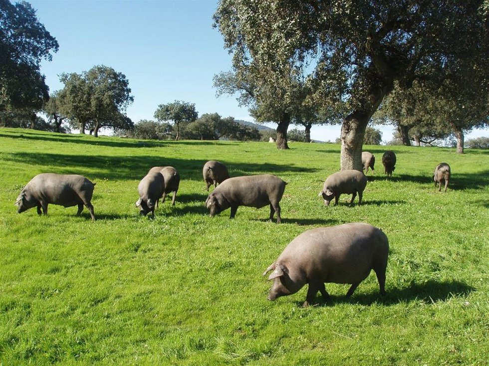 Archivo - Piara de cerdos ibéricos en la dehesa extremeña.
