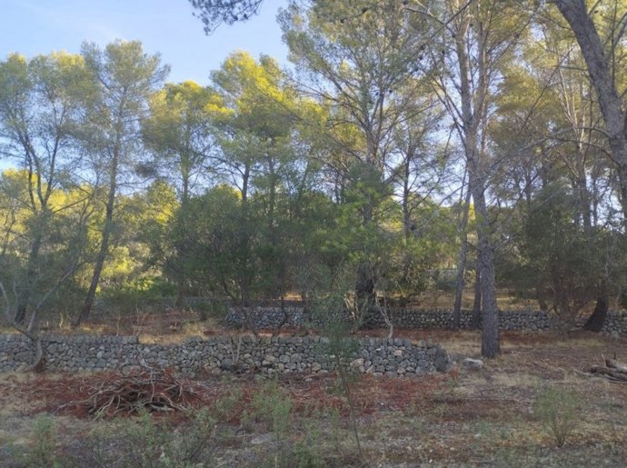 Abren una nueva convocatoria de ayudas para la prevención de incendios, con una dotación inicial de 1,5 millones.