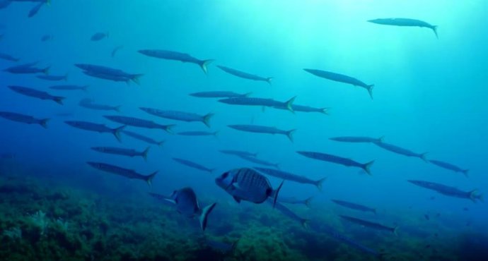 Peces en el mar balear