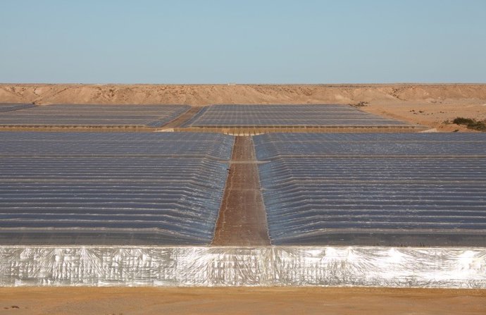 Plantación en Dakhla, en el Sahara Occidental