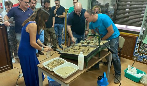 Es Andalucía - Sevilla