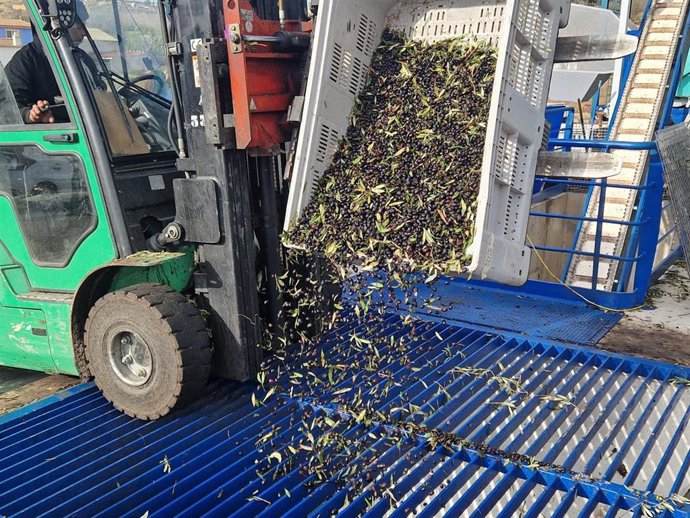 Iniciativa 'apadrinaunolivo.Org' en Oliete (Teruel)