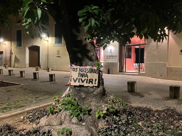 Cartel colocado por los vecinos en uno de los ejemplares de bellasombras de la plaza Llorenç Villalonga de Palma.
