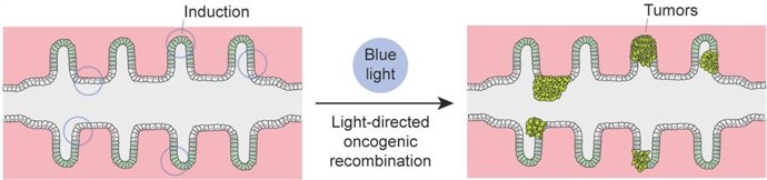 El Centro del Cáncer de Salamanca prueba cómo generar un modelo de 'mini-colon' capaz de iniciar tumores in vitro