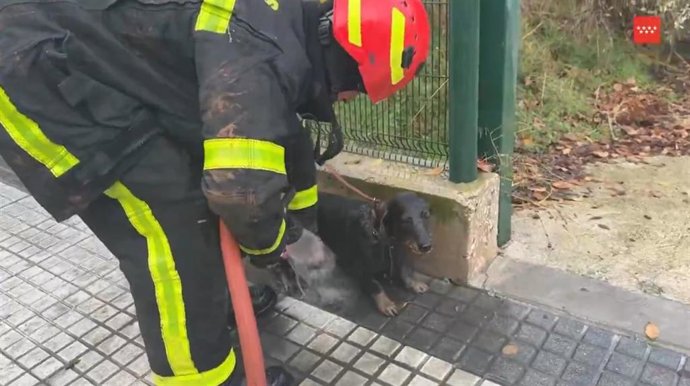 Bomberos de la Comunidad de Madrid limpian a un perro tras rescatarle de un desagüe en Majadahonda