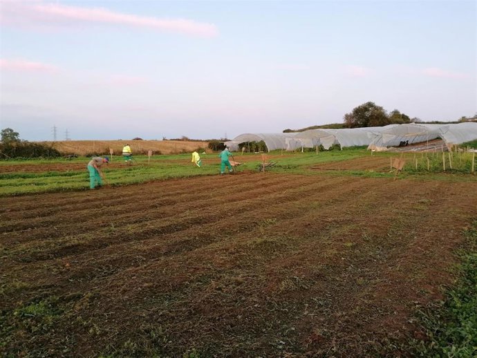Archivo - Finca de cultivo